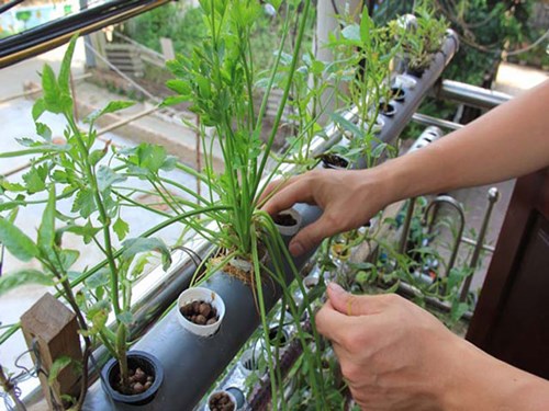 An toàn, năng suất cao khi trồng rau thuỷ canh