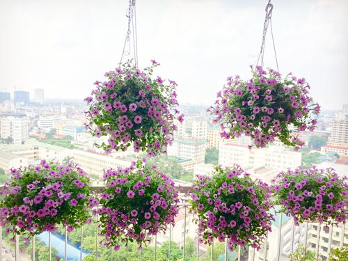Ngắm ban công tầng 18 ngập hoa rực rỡ ở Hà Nội