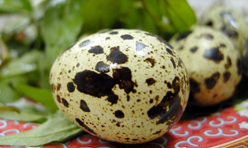 Mỗi ngày nên ăn 5-6 trứng cút...để sống lâu hơn !